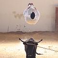 IMG_1554