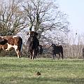crbst_jcd_440