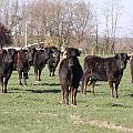 crbst_jcd_442