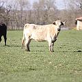 crbst_jcd_443