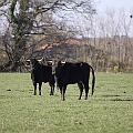 crbst_jcd_444
